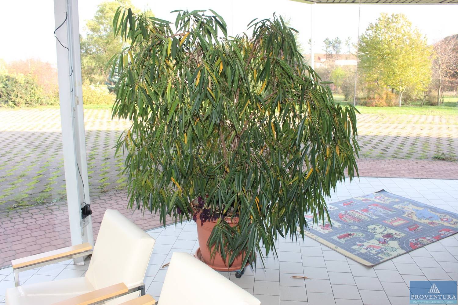 Bäume u. Großpflanzen