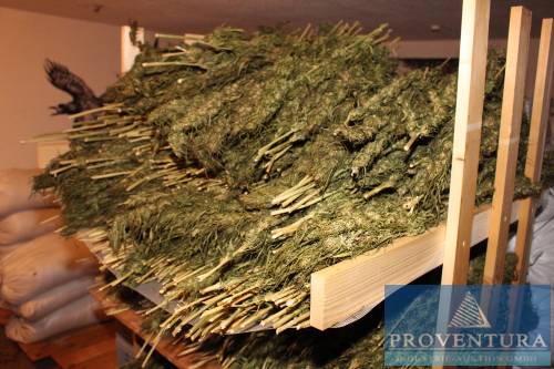 Insolvenzversteigerung ca. 35-40 kg Nutz-Hanfblüten und ca. 3.000 kg Nutz-Hanfkörner Finola, THC <0.2 %, ideal für Lebensmittel oder Kosmetik – Raum 37318 Heilbad Heiligenstadt – 01.03.2022 – 09:00:00 – Feedzy